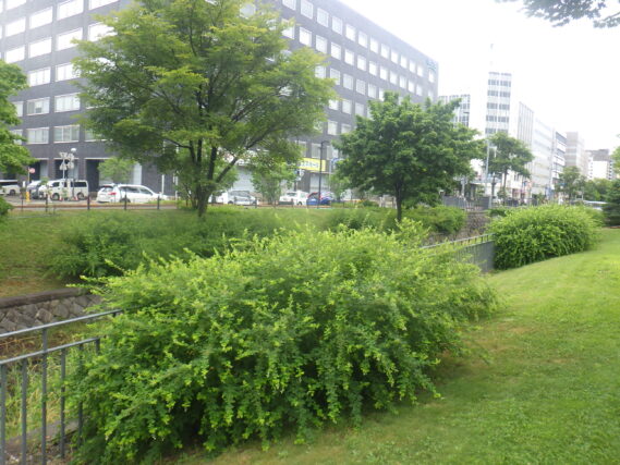 7月19日の北1条のハギの様子