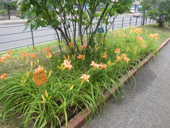 「猛暑の中で咲くへメロカリスと今週の公園ボランティア」の画像