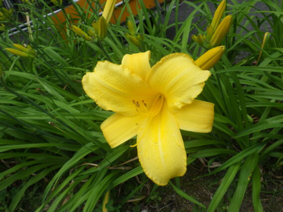 「ヘメロカリス開花と今週の公園ボランティア」の画像