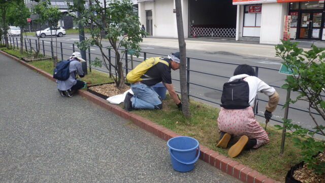 南1条で芝生の除草をする除草ボランティア