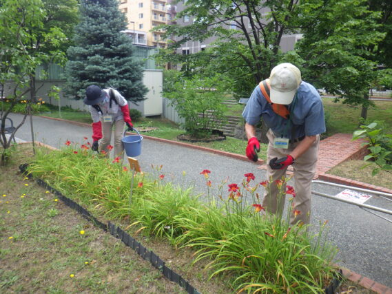 ヘメロカリスの花がら摘みをするお助け隊