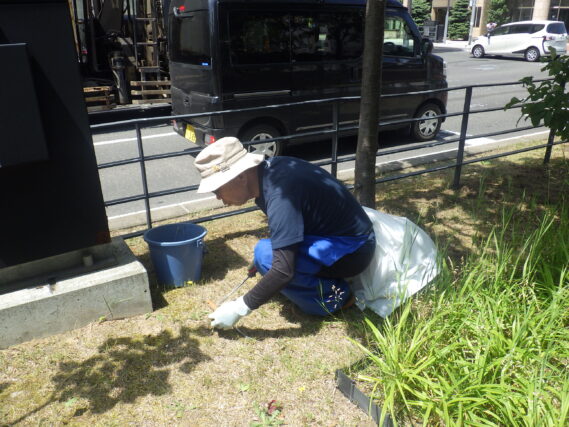南４条で芝生の除草をする除草ボランティア