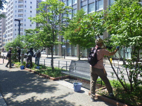 ライれあっくの花がら摘みをする植物ボランティア