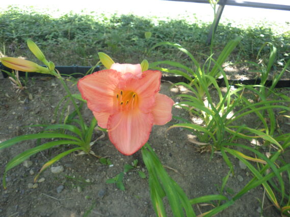 ヘメロカリスのダンシングシバの花