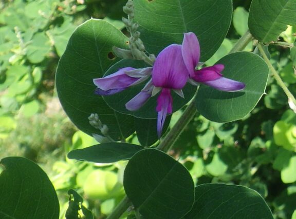 7月30日に咲いていたハギの花
