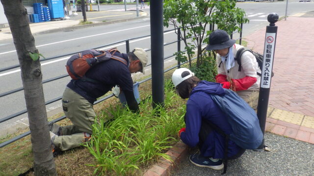 ヘメロカリス花壇の除草をするお助け隊