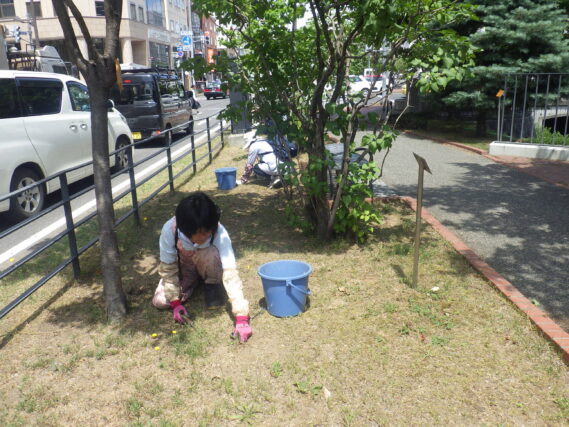 南４条で芝生の除草をする除草ボランティア
