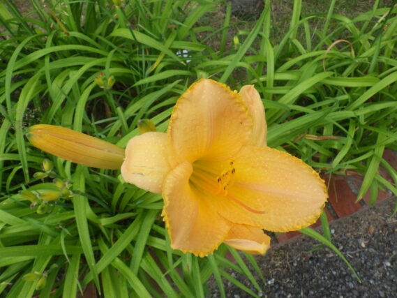 7月4日に咲いていたヘメロカリス（エッチドインゴールド）