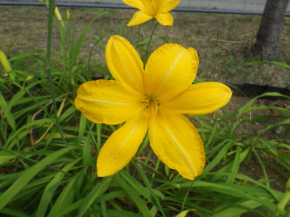 ヘメロカリスカートホイールズの花