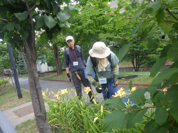 ヘメロカリスの花がら摘みをする植物ボランティア