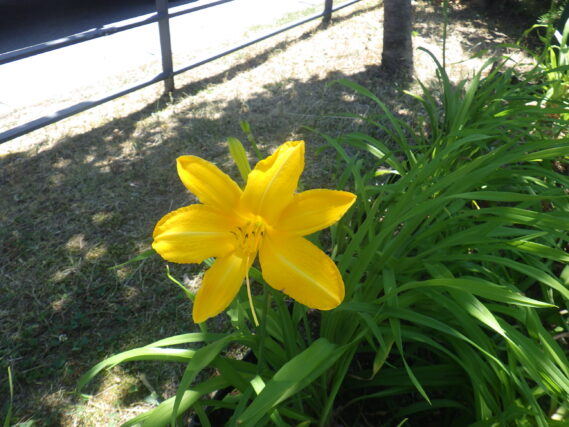 ヘメロカリスのカートホイールズの花