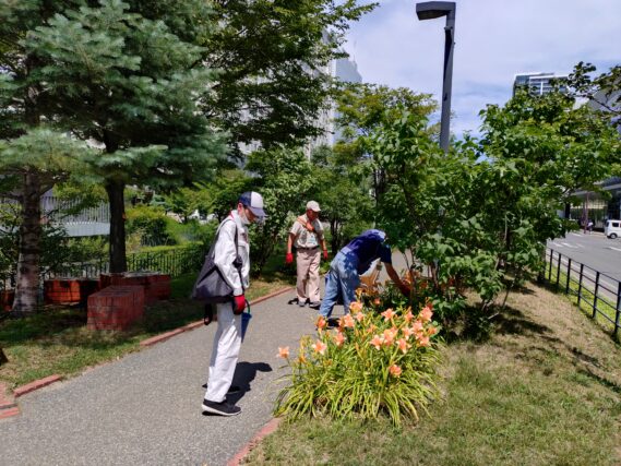 ヘメロカリスの花がら摘みをするお助け隊