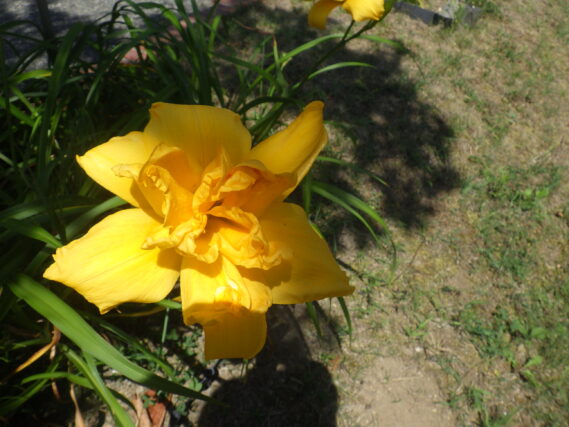 イエローペチコーツの花