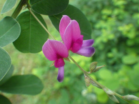 「ひと足早く「ハギの花」9月にガイドツアーも開催」の画像