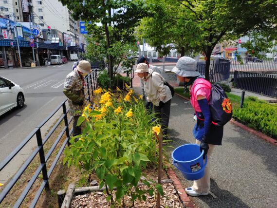 ヘメロカリスの花がら摘みをする花くらぶ