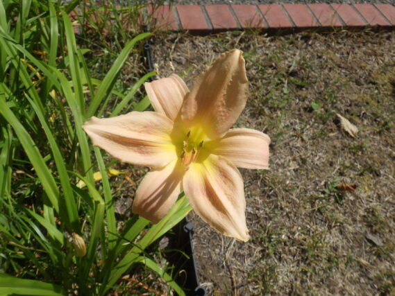 ホットトゥデイの花