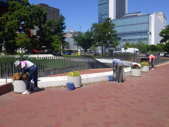 まんなか広場コンテナ花壇のお手入れをする花くらぶ