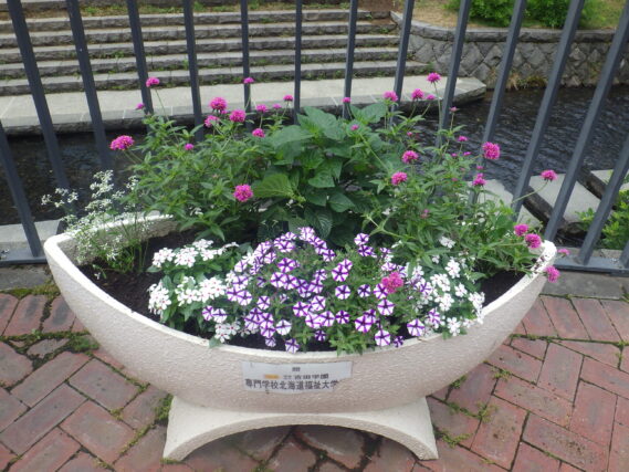 狸二条コンテナ花壇の花の様子