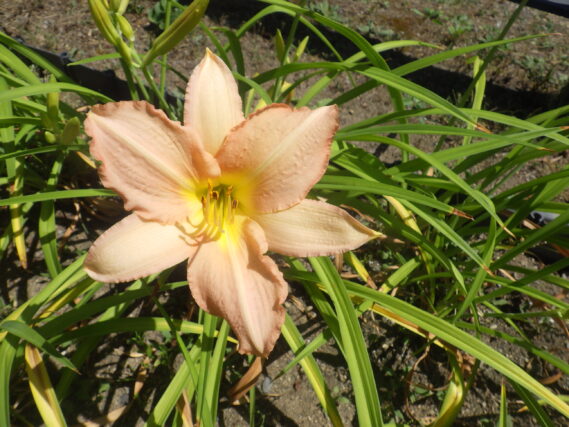 エドナスポルディングの花