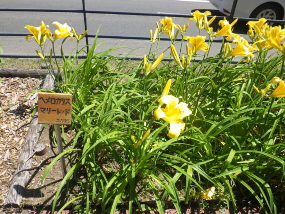 名札のついたヘメロカリスのマリートッド