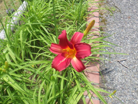 7月4日に咲いていたヘメロカリス（紅雀）
