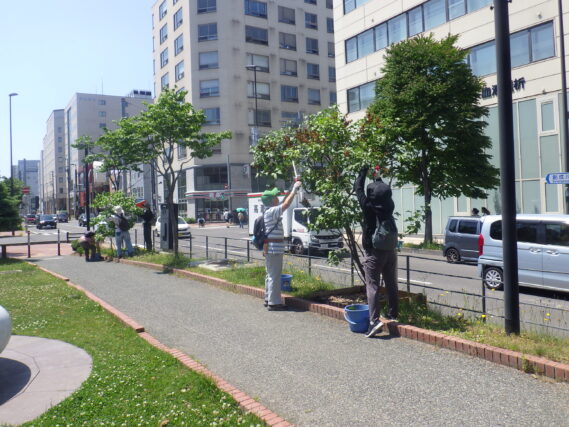 「6月最終週の公園ボランティア」の画像