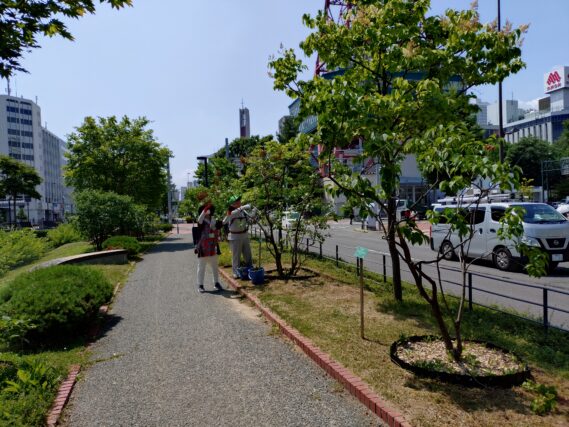 北1条でライラックの花がら摘みをする植物ボランティア