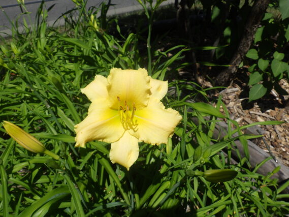 ヘメロカリスの江戸百景の花
