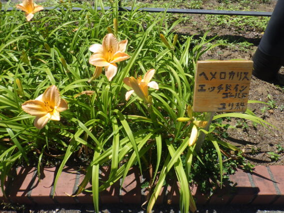 名札のついたヘメロカリスのエッチドインゴールド