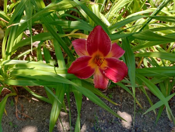 ヘメロカリスジェイの花