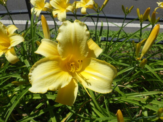 ヘメロカリスのマリートッドの花