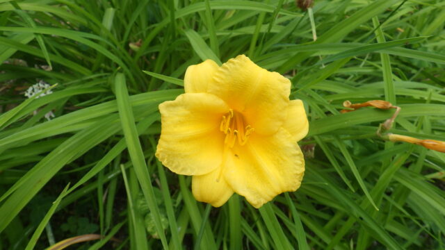 ヘメロカリス「ステラデオロ」の花