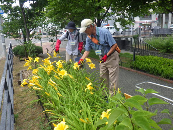 「７月中旬の公園ボランティア」の画像