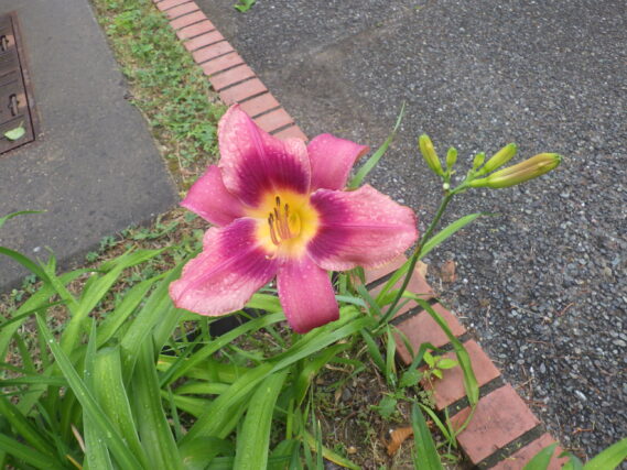7月4日に咲いていたヘメロカリス（ロシアンラプソディー）