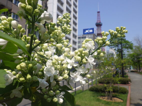 「「ライラック写真展」7月15日火曜日より開催」の画像