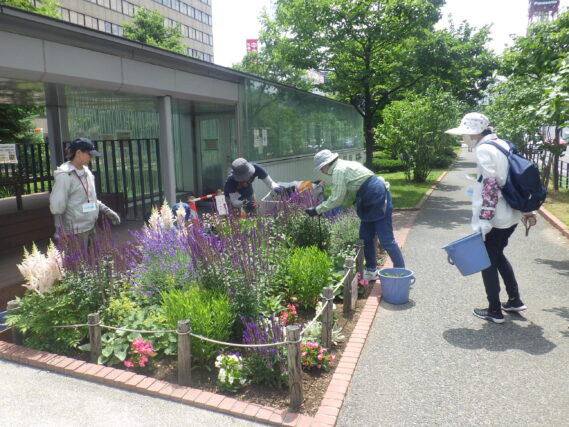 花壇のお手入れをする花くらぶ