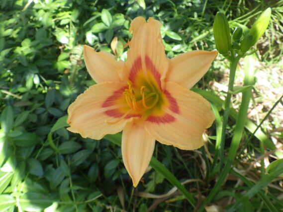 ヘメロカリスのレッドアイの花