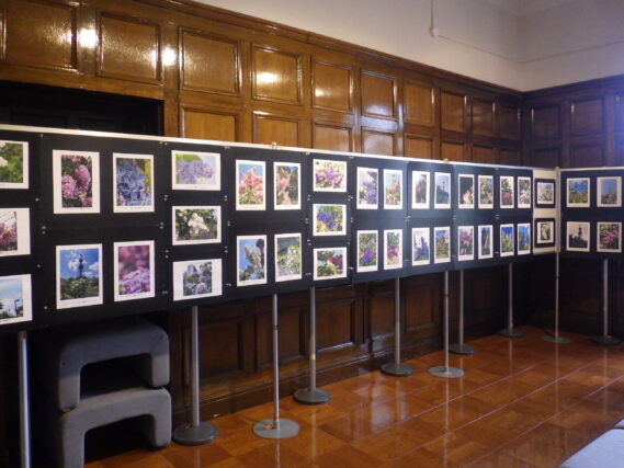 ライラック写真展の展示の様子