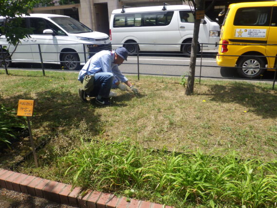 南４条で芝生の除草をする除草ボランティア