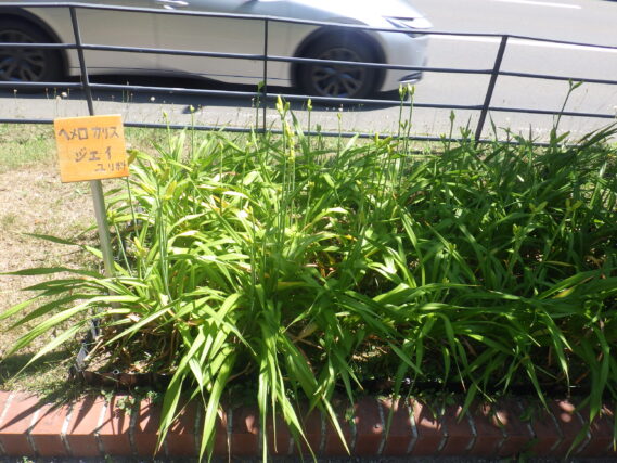 ヘメロカリスジェイのつぼみがたくさんついている様子