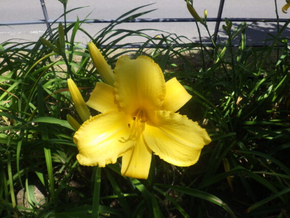 ヘメロカリスのパトリオットの花