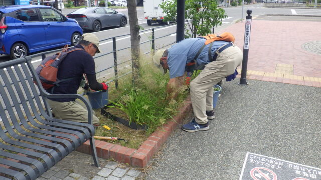 ヘメロカリス花壇の除草をするお助け隊