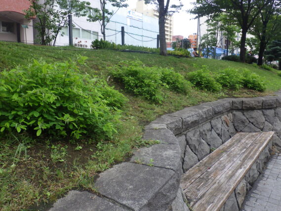 7月19日の成長調整を行ったハギの様子