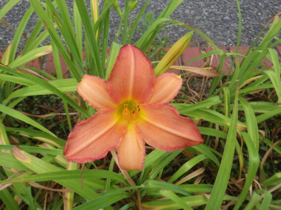 ジャスパーデビルの花