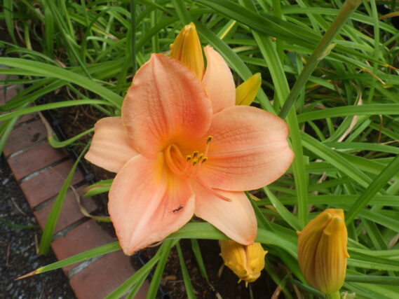 ヘメロカリスオーチャードスプライトの花