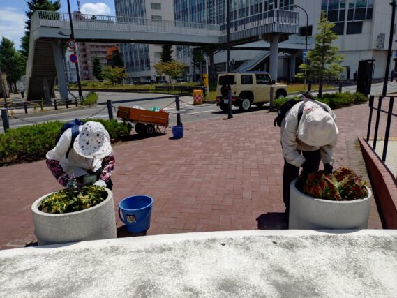 まんなか広場のコンテナ花壇のお手入れをする花くらぶ