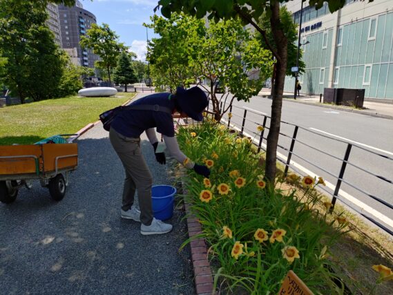 ヘメロカリスの花がら摘みをする花くらぶ