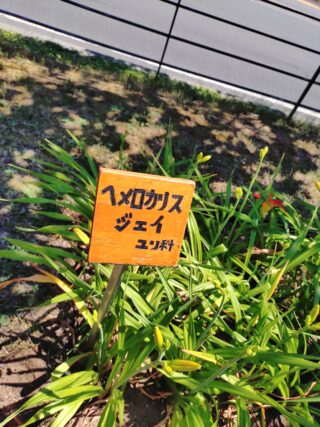 ヘメロカリスジェイの花名札