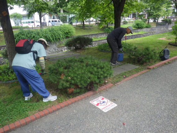 モンタナマツの剪定をする植物ボランティア