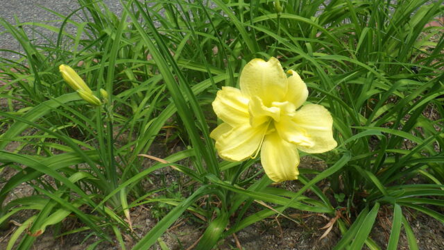 ヘメロカリス「ダブルキューティー」の花